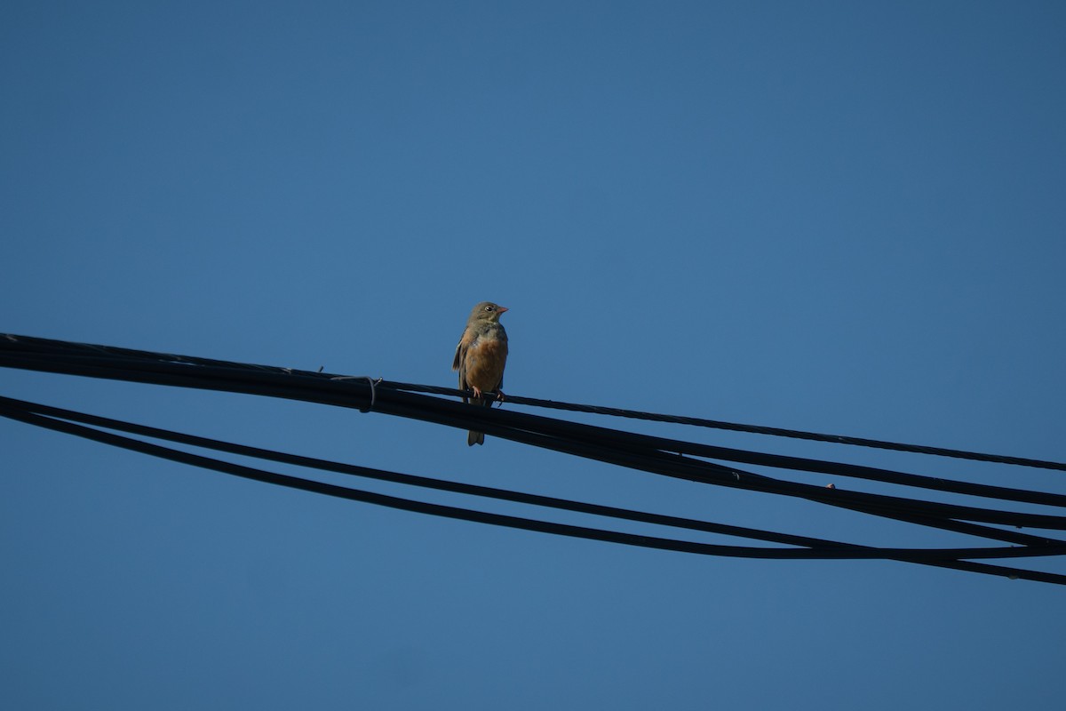 Ortolan Bunting - ML638442666