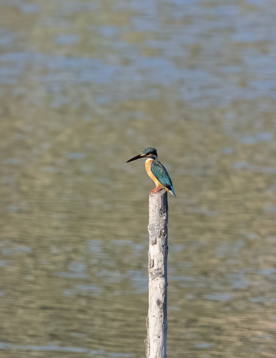 Common Kingfisher (Common) - ML638442668