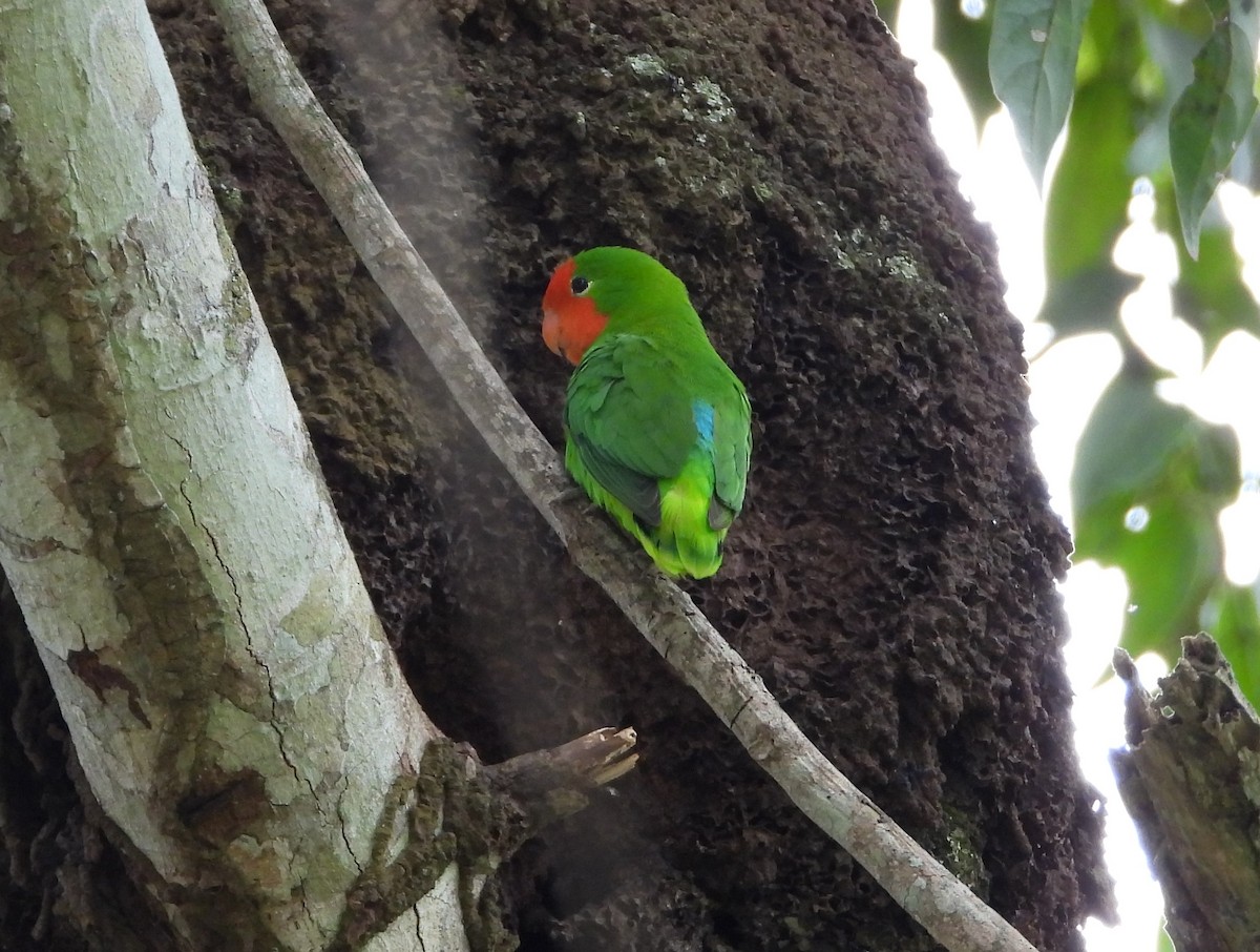 Red-headed Lovebird - ML638442680