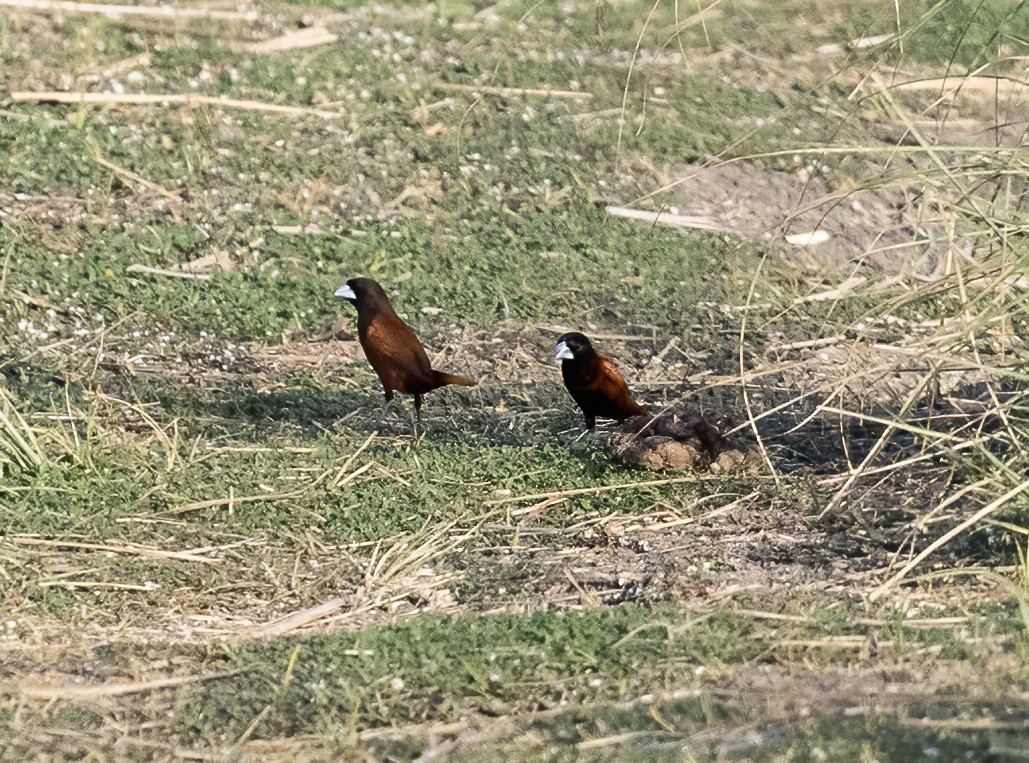 Chestnut Munia - ML638442700