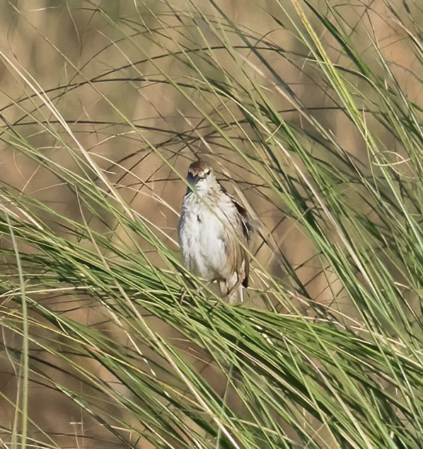 Paddyfield Pipit - ML638442706