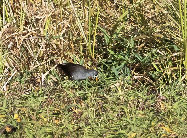 White-browed Crake - ML638442719