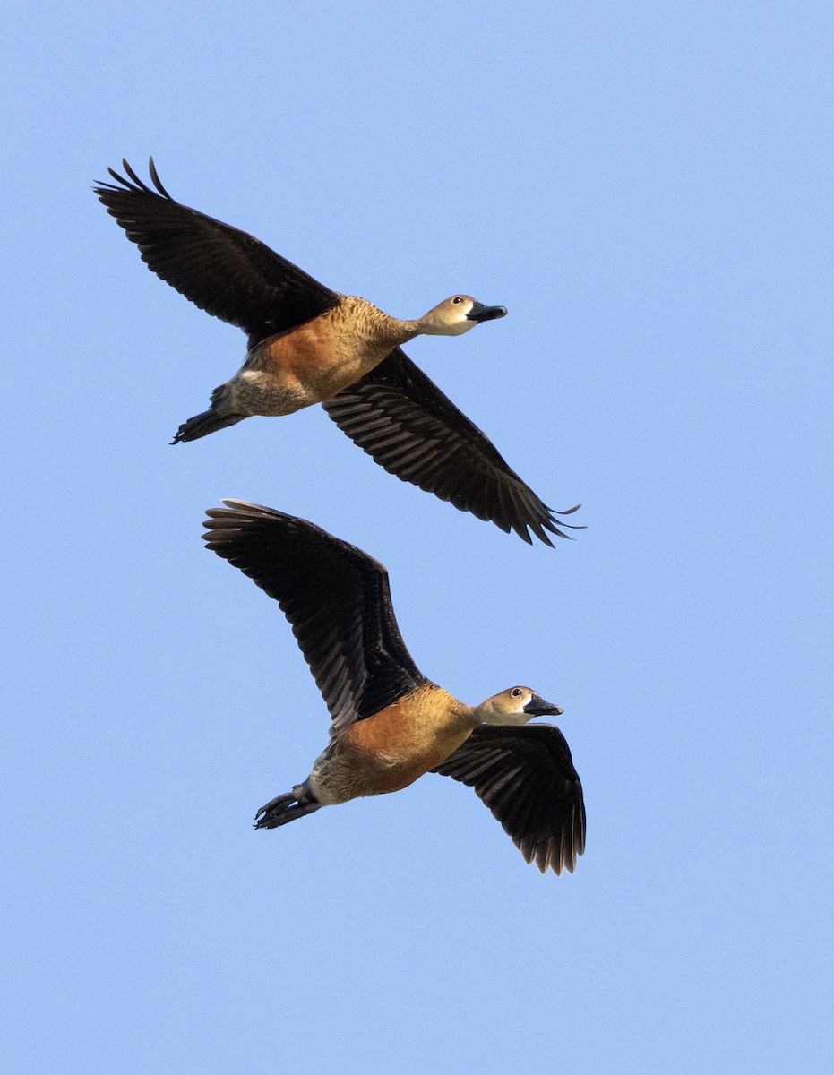 Wandering Whistling-Duck - ML638442741