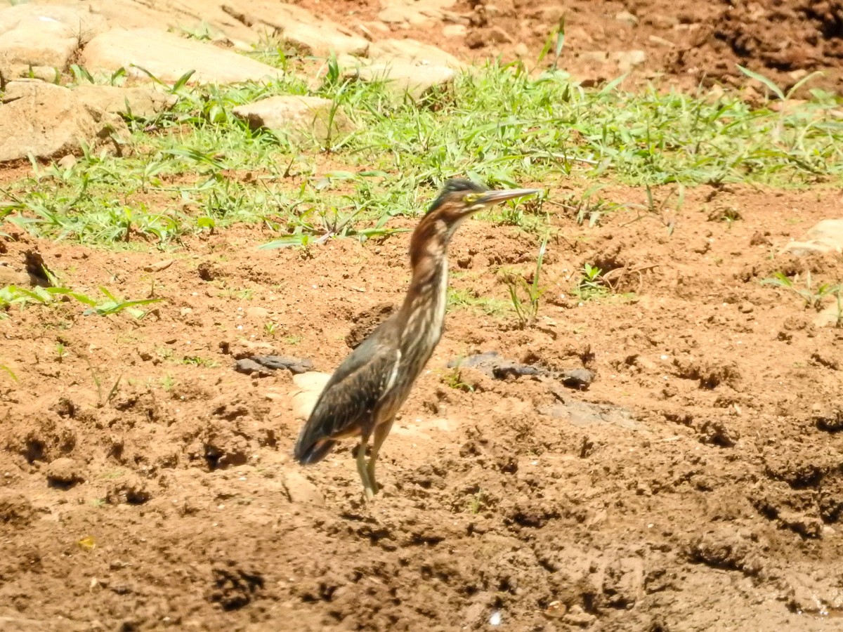 Green Heron - ML638442789