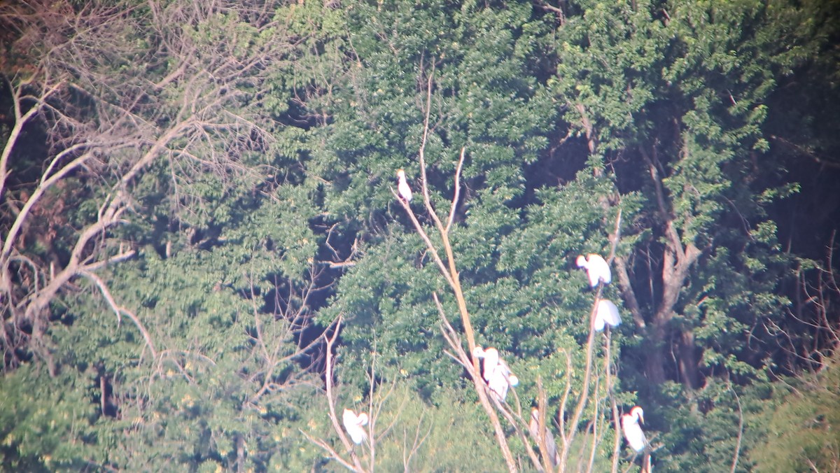 Kuhreiher - ML638442810