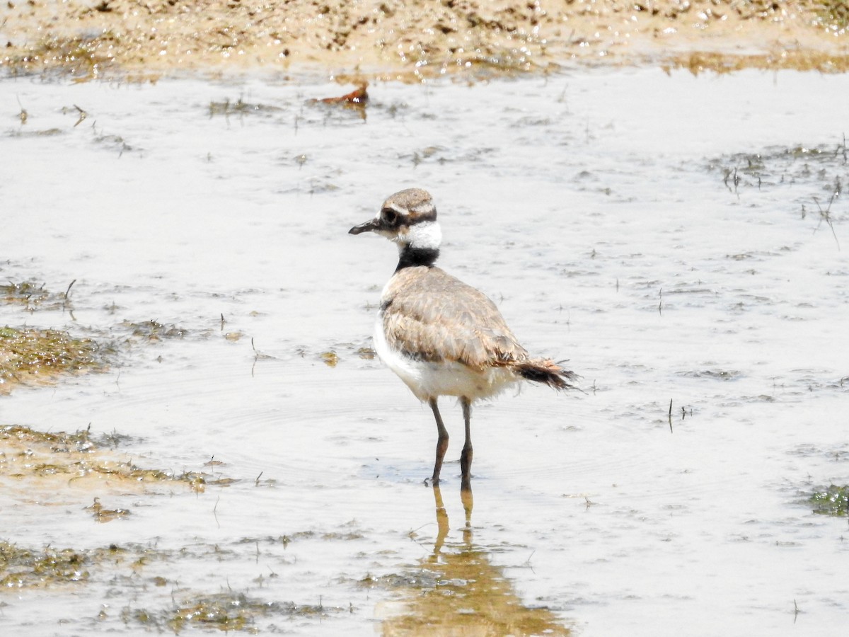 Killdeer - ML638442827