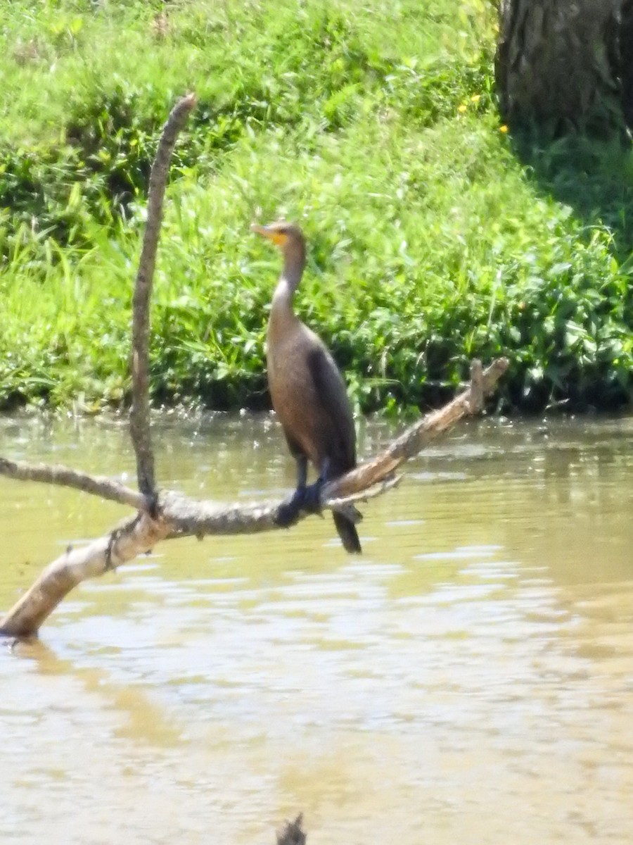 Double-crested Cormorant - ML638442833