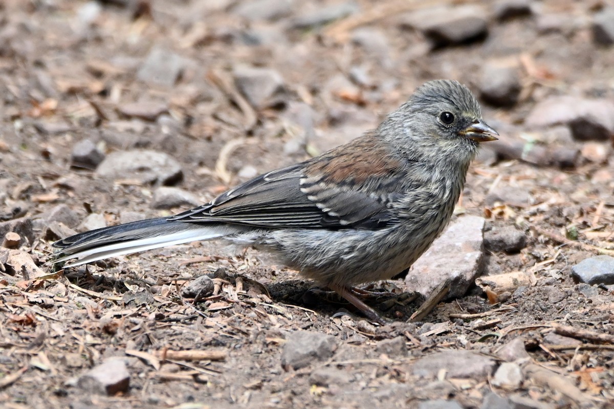 ユキヒメドリ（caniceps） - ML638442854