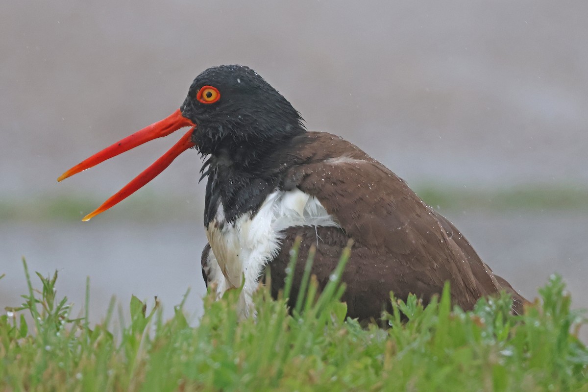 American Oystercatcher - ML638442865
