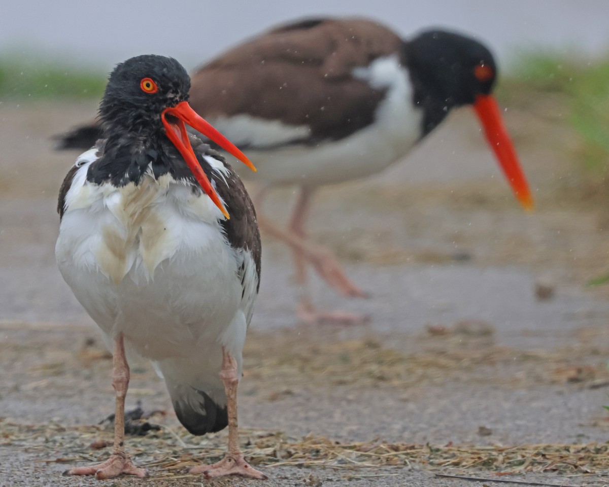 American Oystercatcher - ML638442866