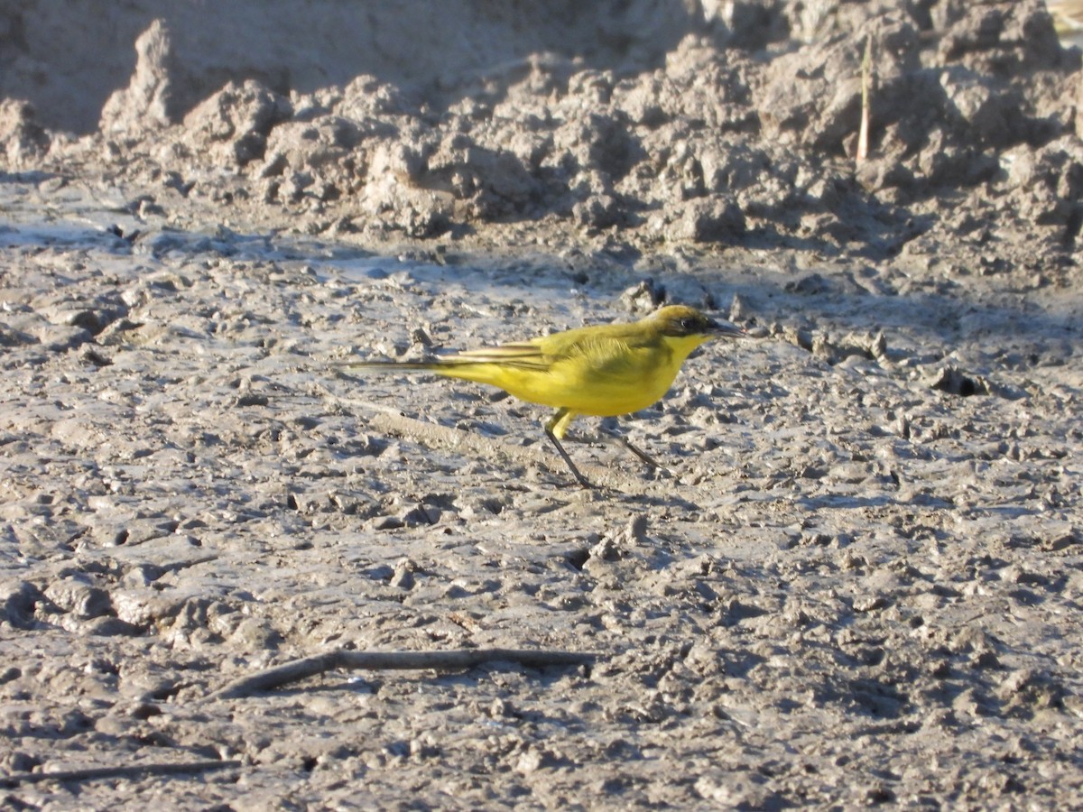 Western Yellow Wagtail (feldegg) - ML638442929