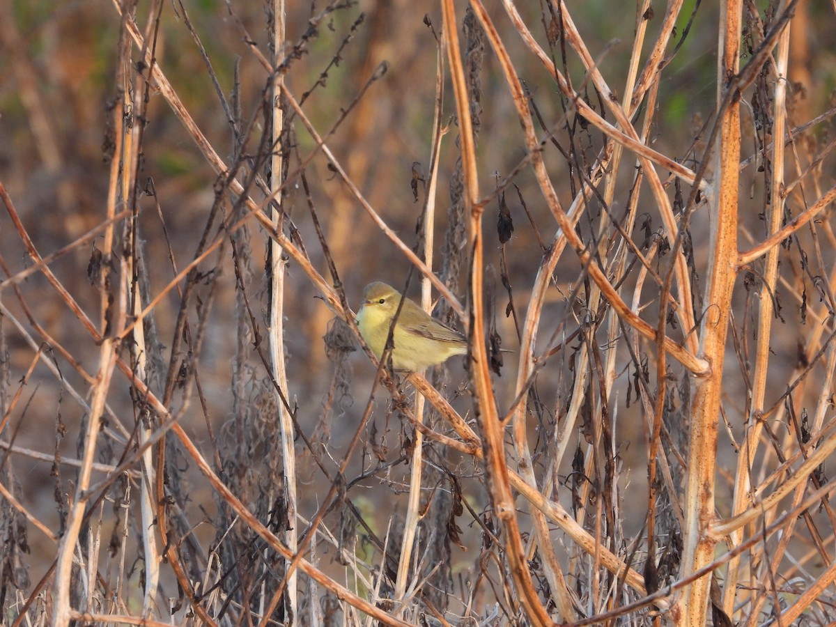 Willow Warbler - ML638442950
