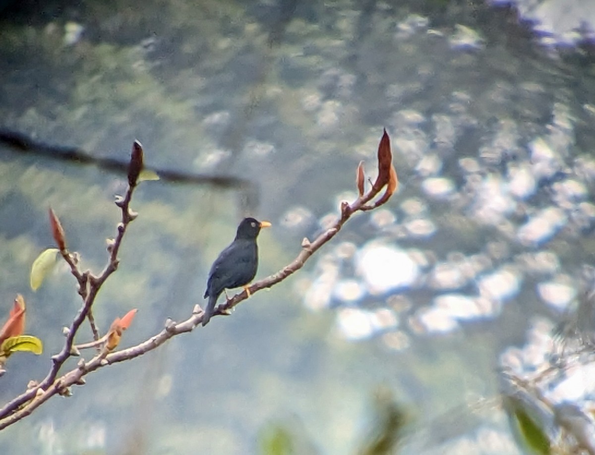 Pale-eyed Thrush - ML638442991