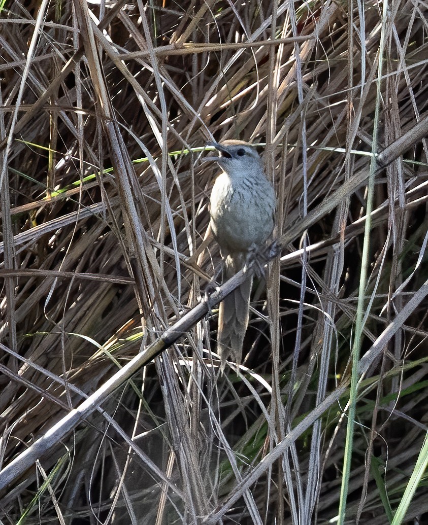 Striated Grassbird - ML638443015