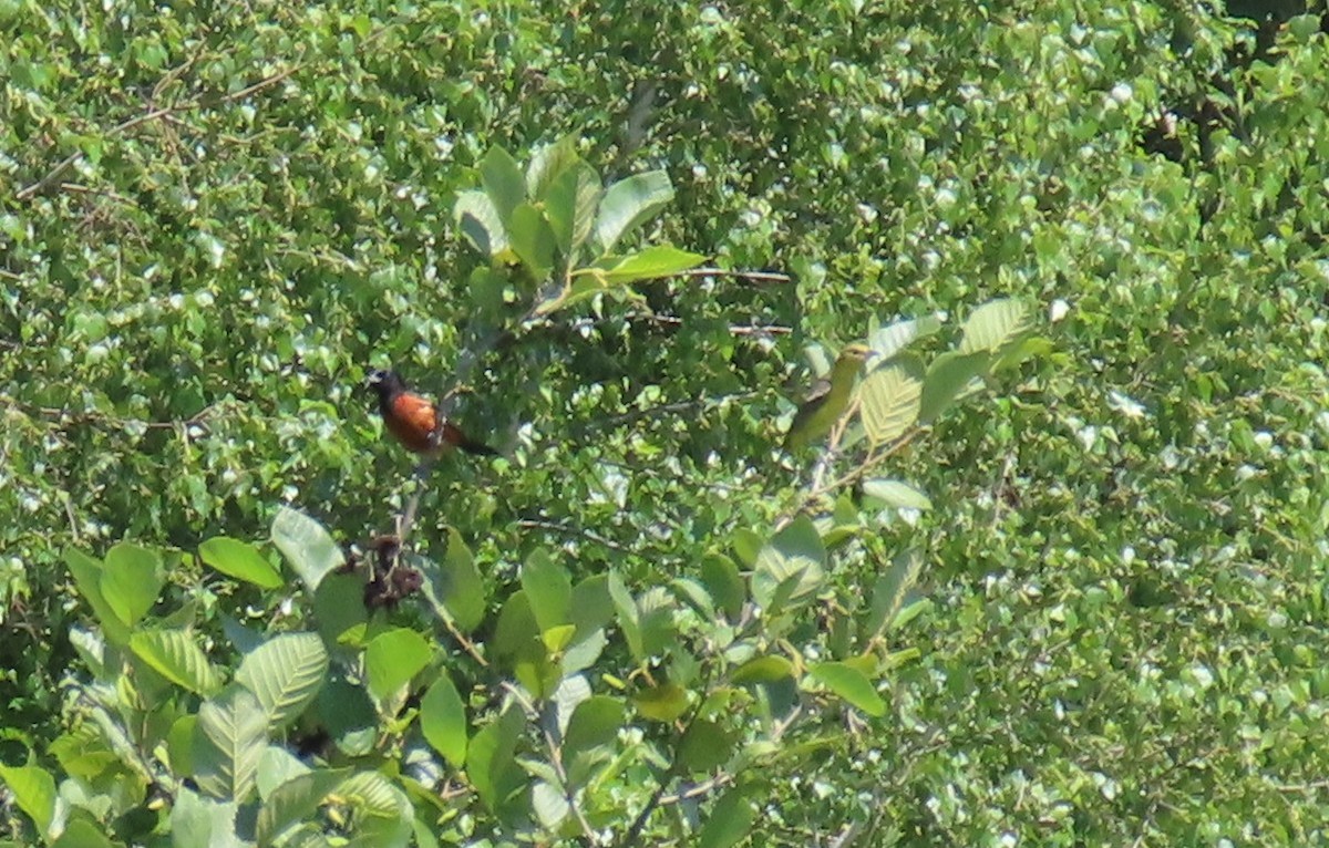 Orchard Oriole - ML638443016