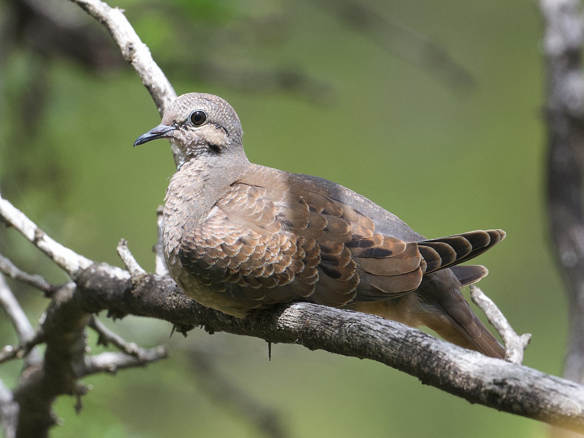Eared Dove - ML638443022