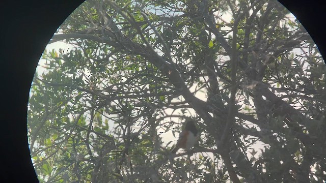 Spotted Towhee - ML638443031