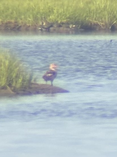 Red-breasted Merganser - ML638443036