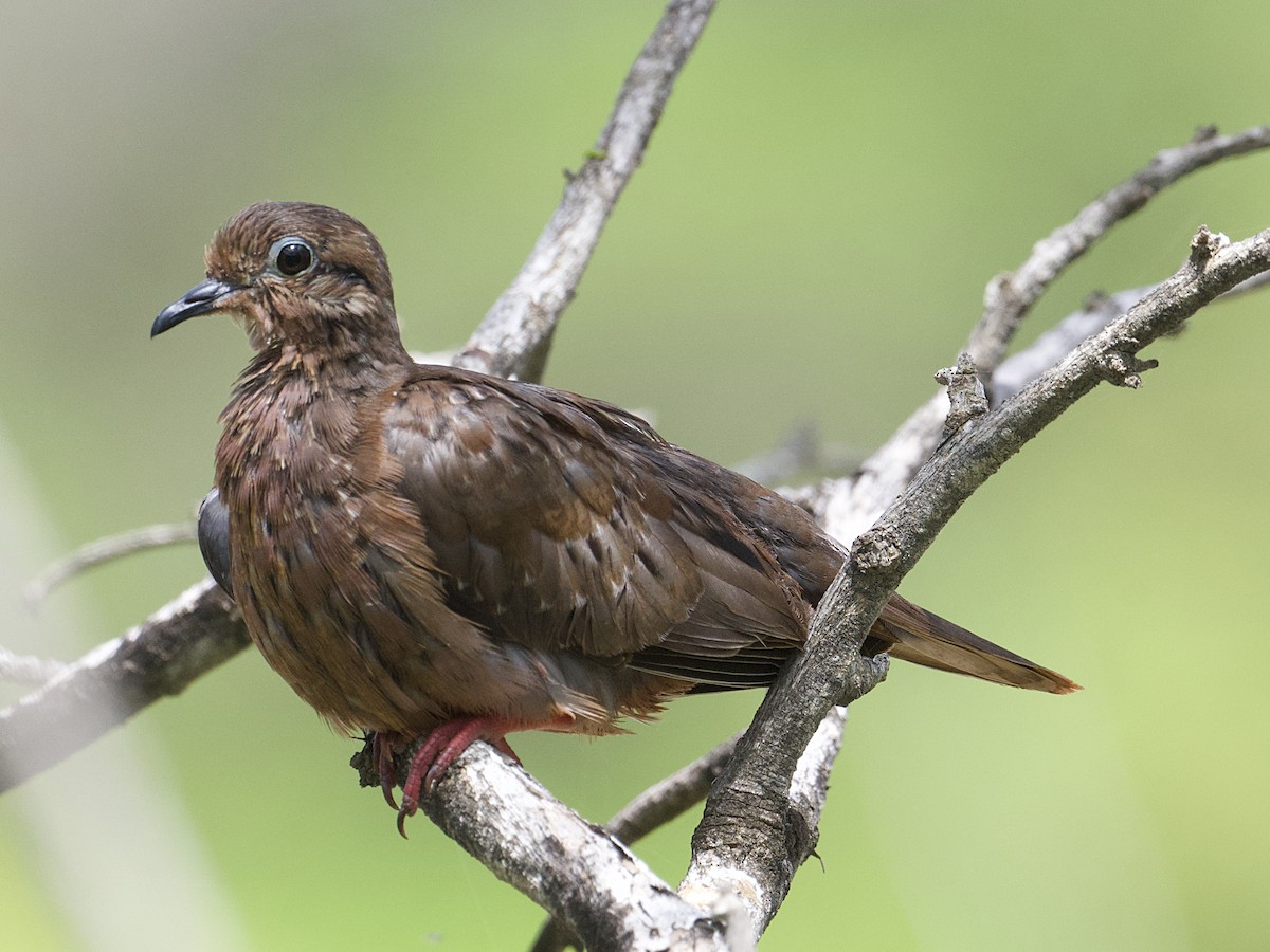Eared Dove - ML638443038