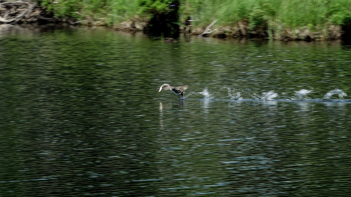 Pied-billed Grebe - ML638443043