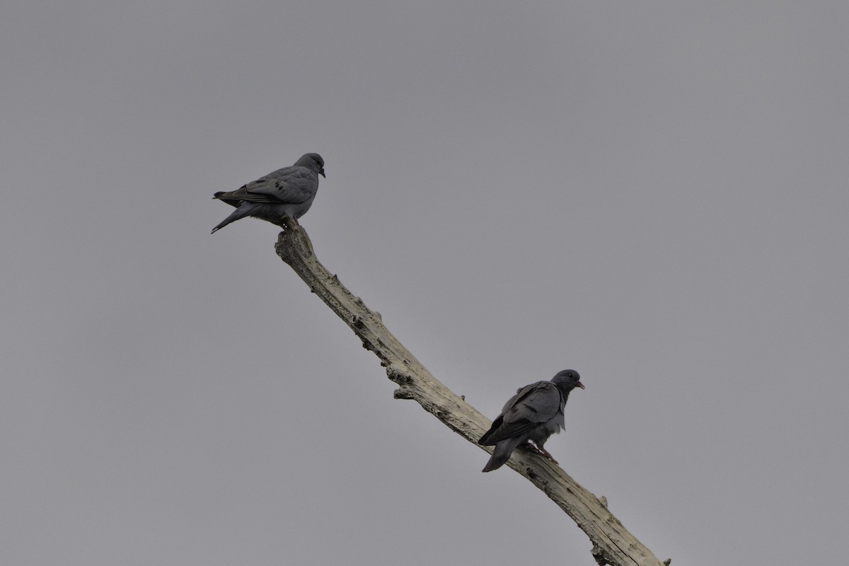 Pigeon colombin - ML638443052