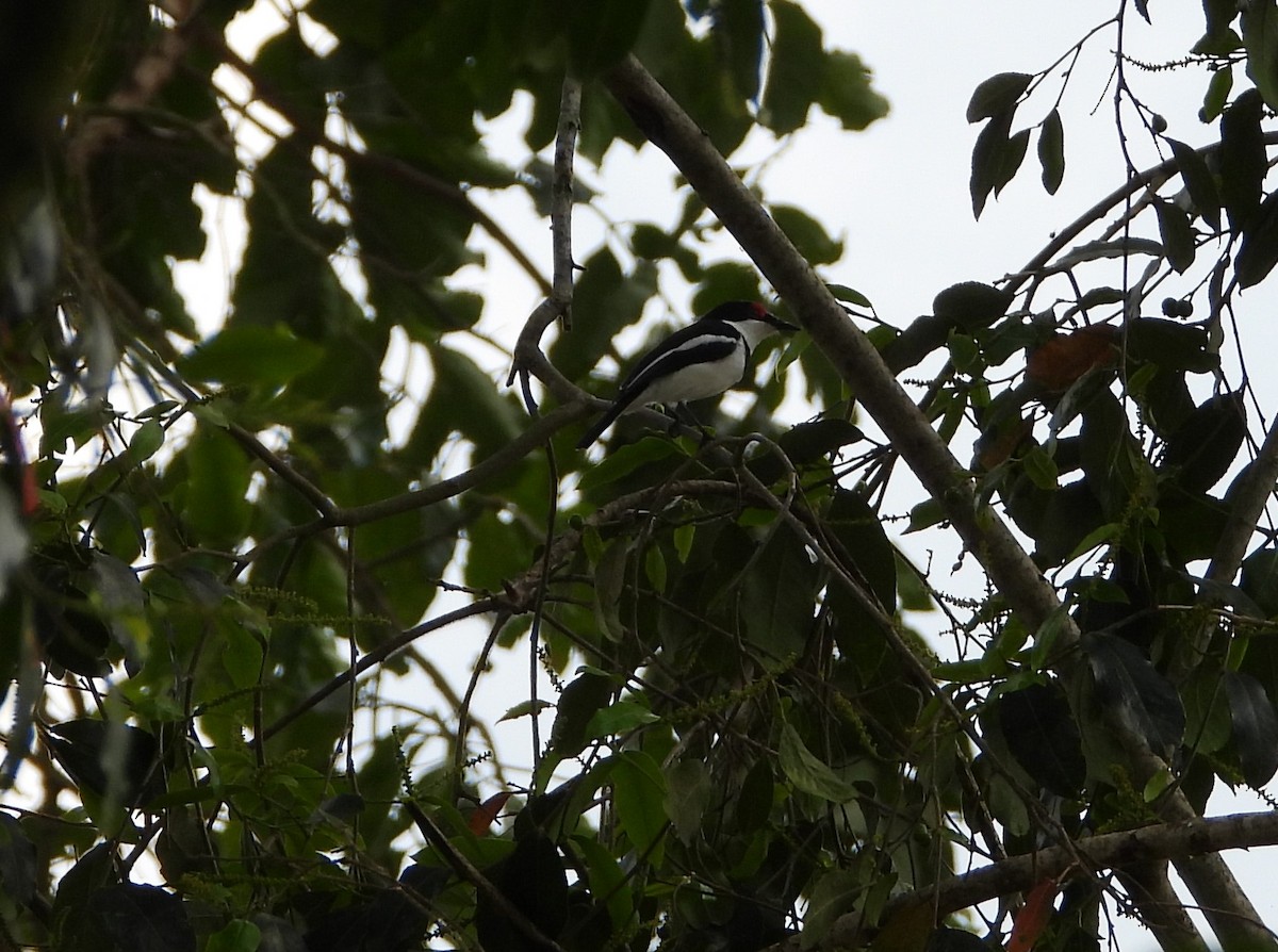 Brown-throated Wattle-eye - ML638443062