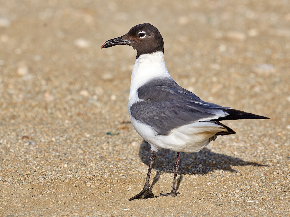 Laughing Gull - ML638443089