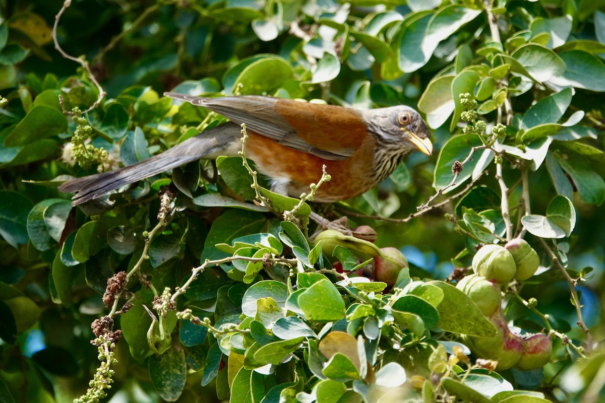 Rufous-backed Robin - ML638443111