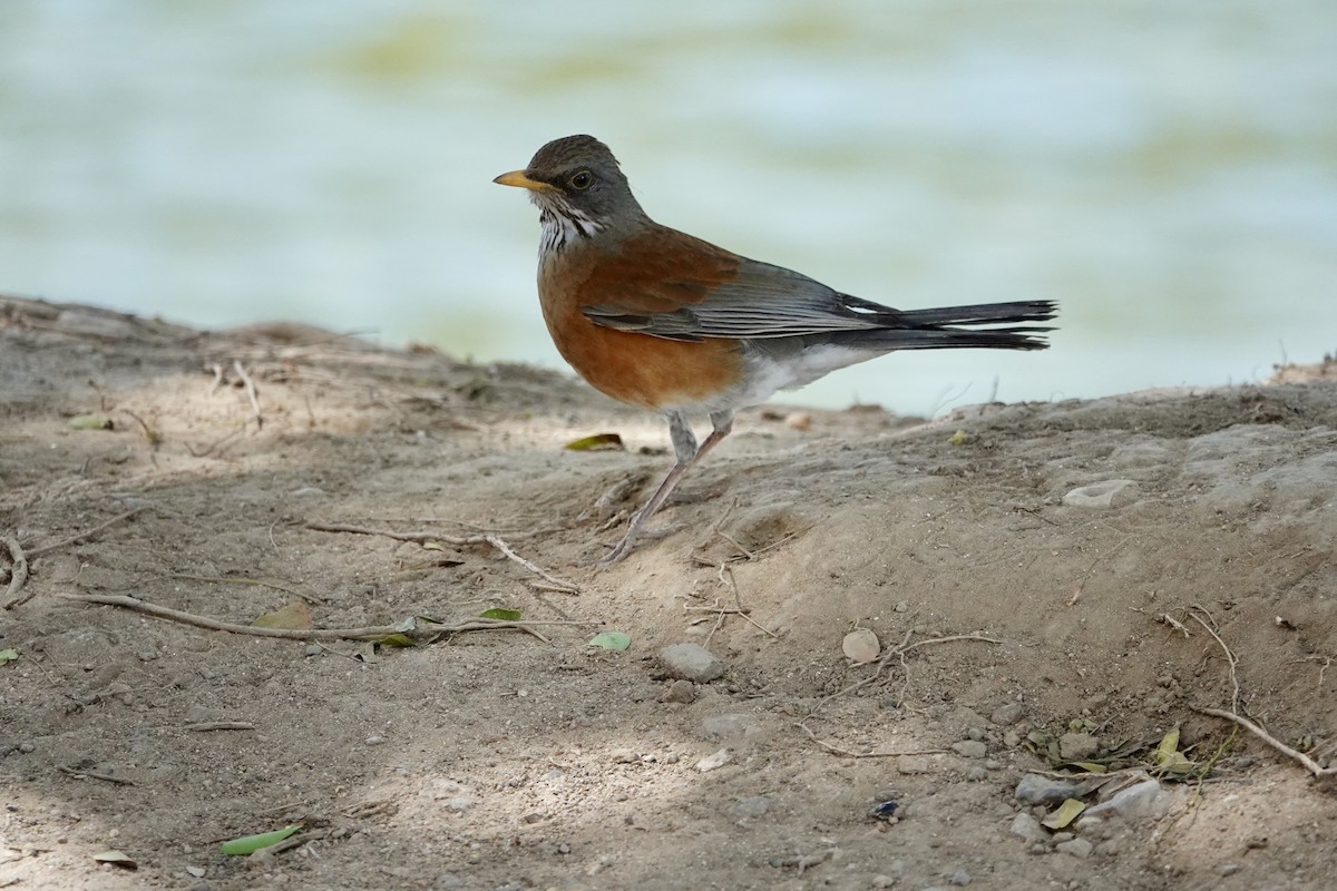 Rufous-backed Robin - ML638443112