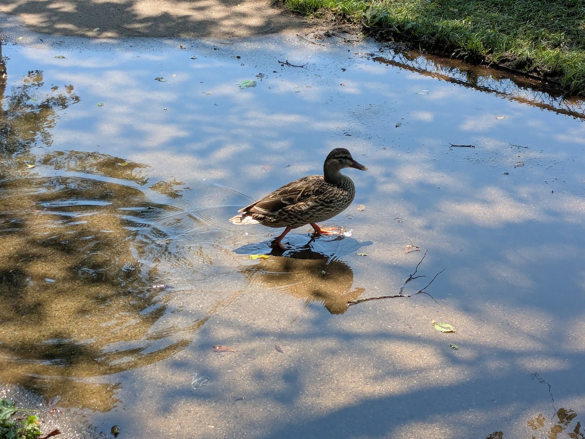 Mallard - ML638443142