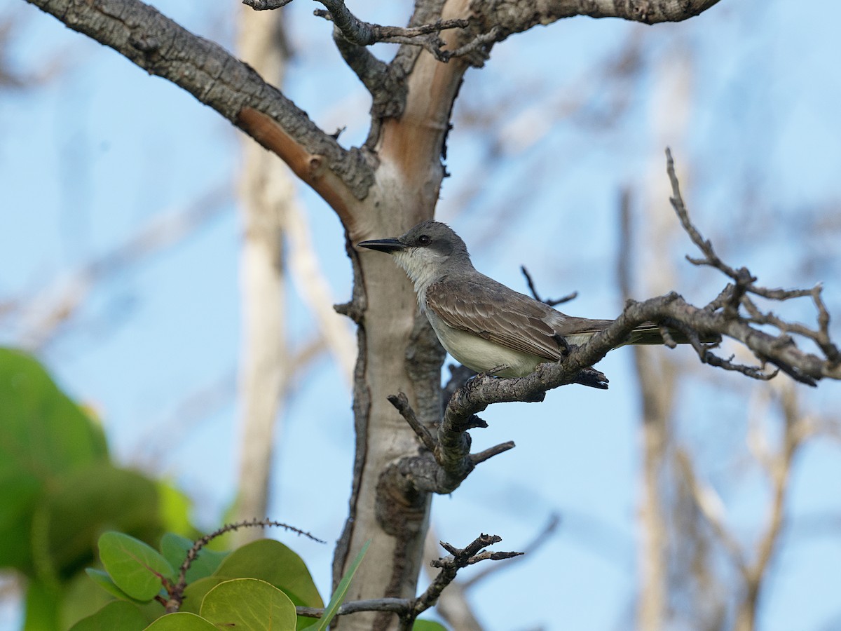 Gray Kingbird - ML638443143
