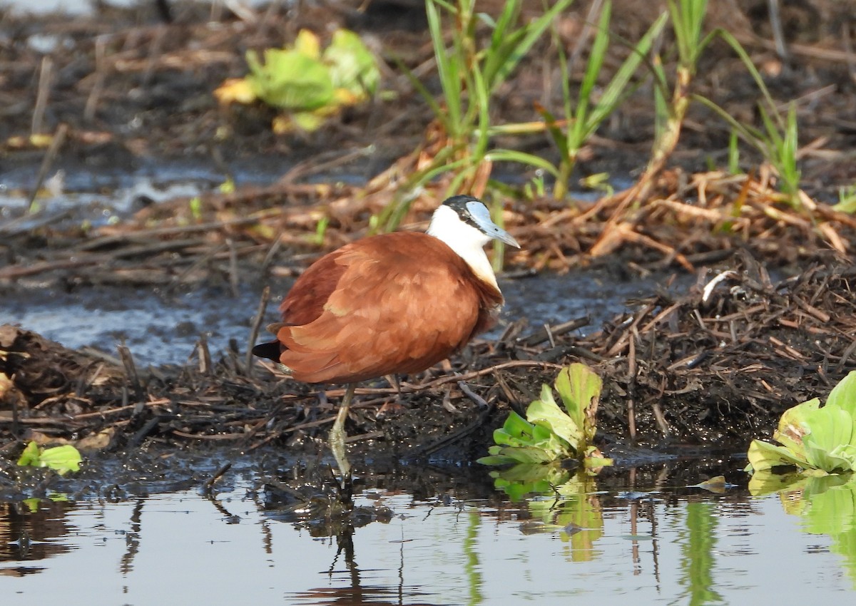 African Jacana - ML638443162
