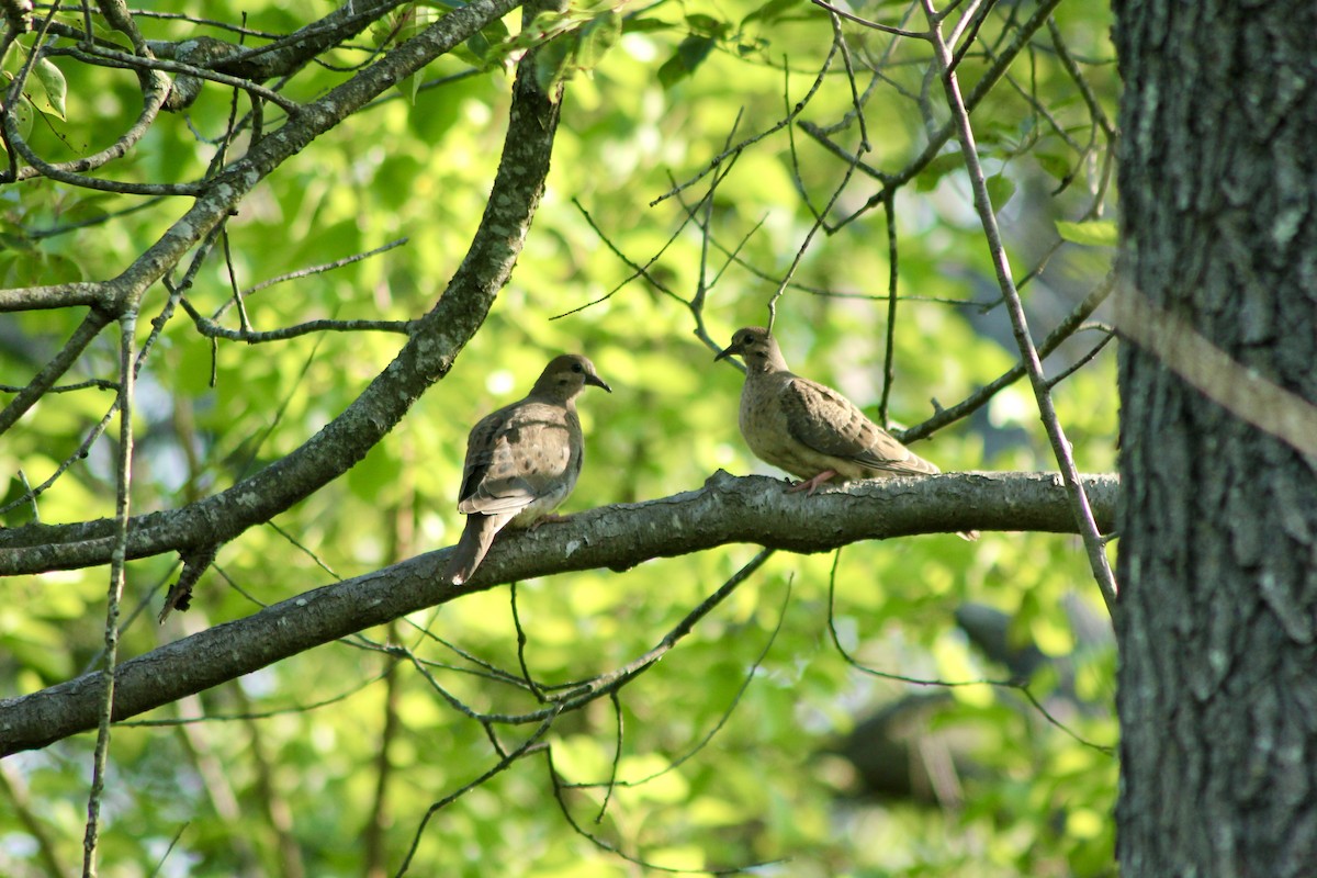 Mourning Dove - ML638443168