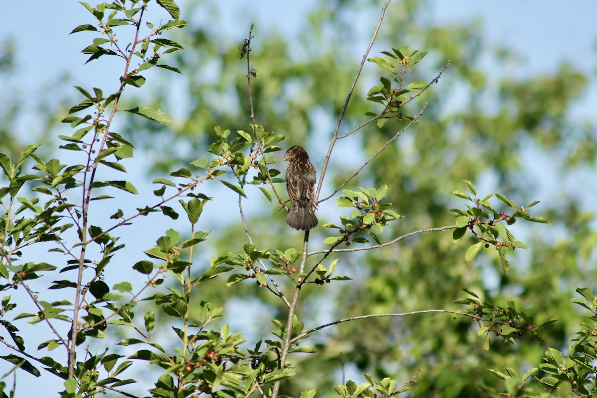 Red-winged Blackbird - ML638443176