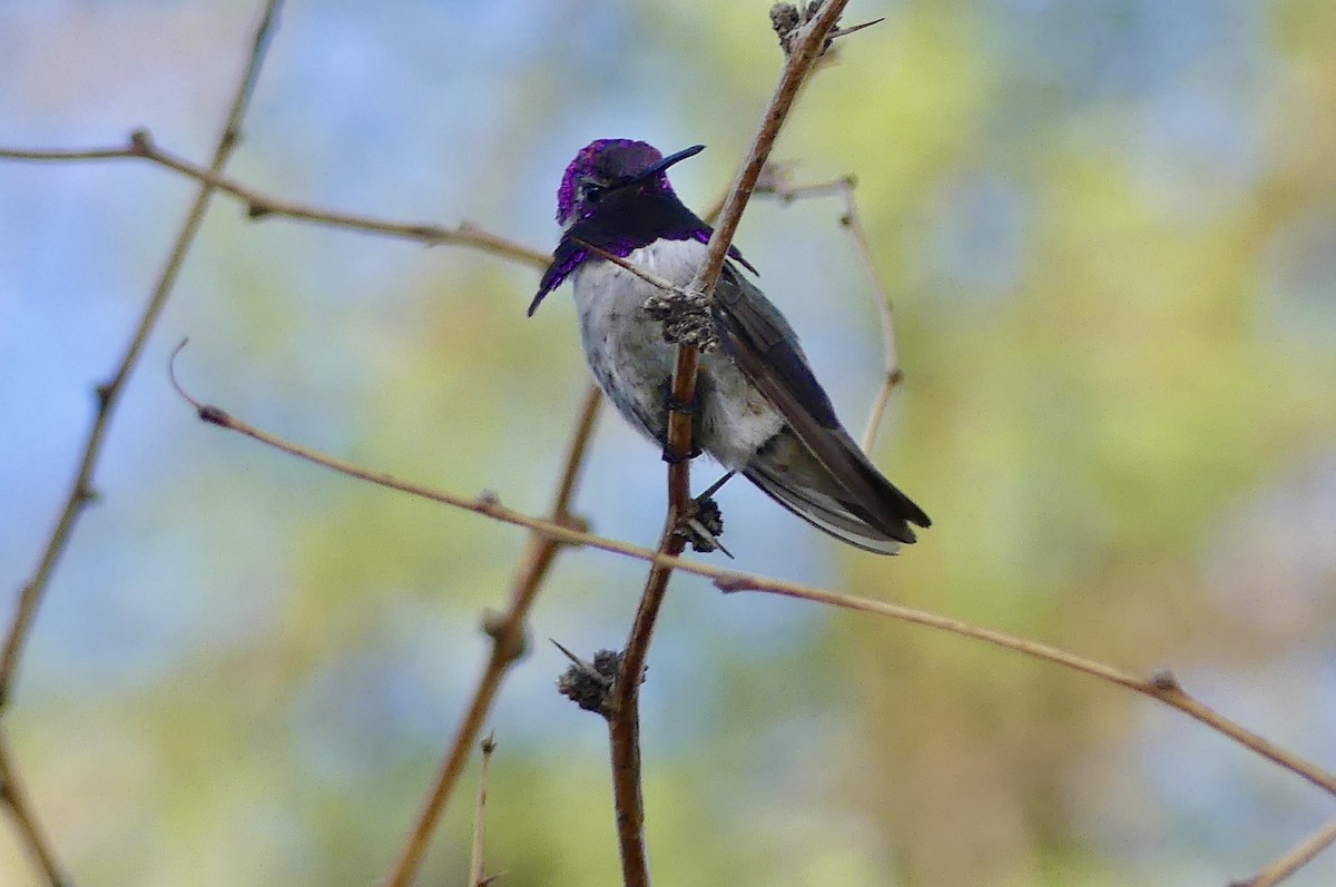 Costa's Hummingbird - ML638443199