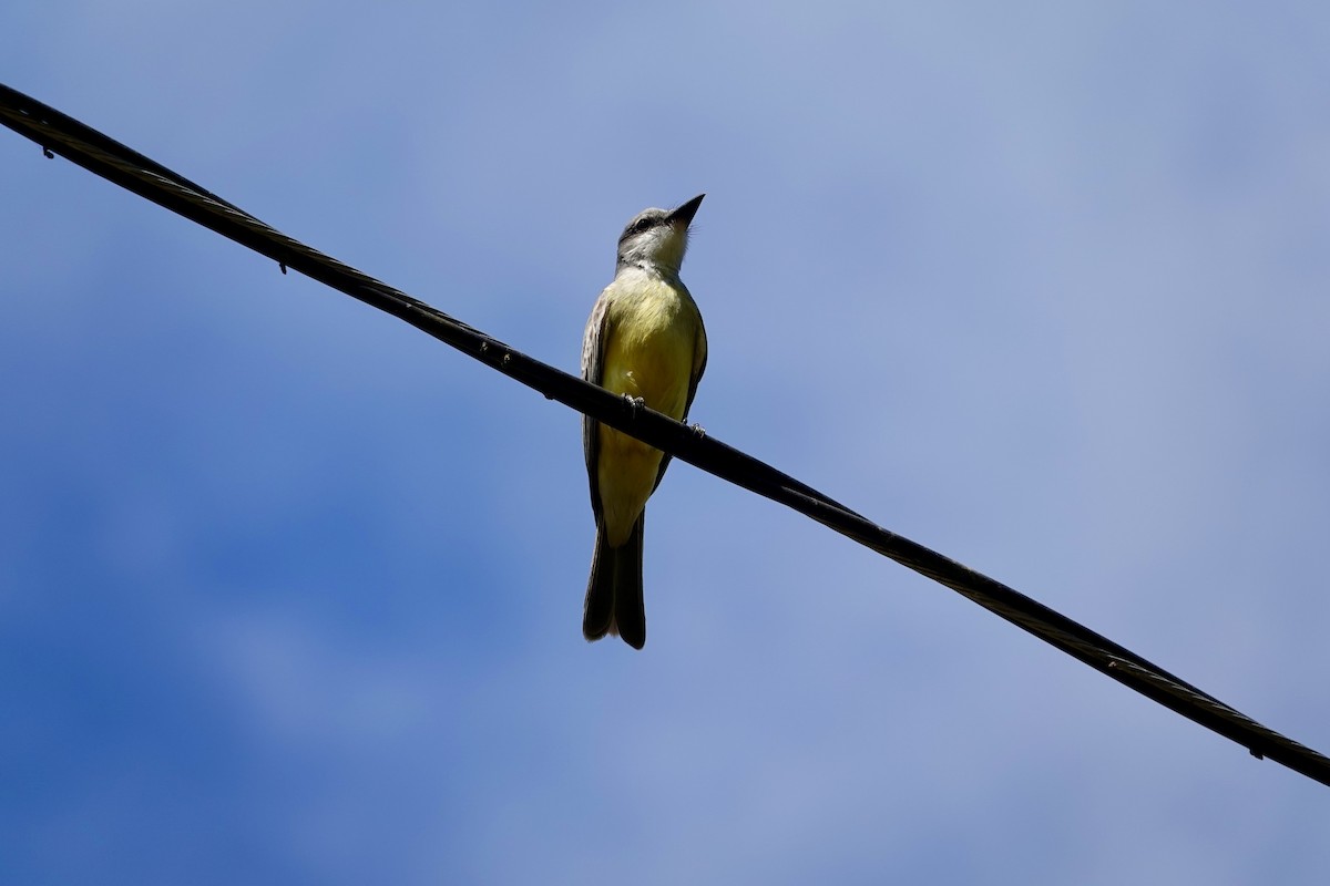 Tropical Kingbird - ML638443219