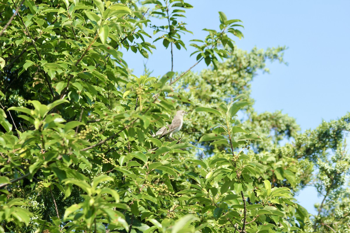 Northern Mockingbird - ML638443227