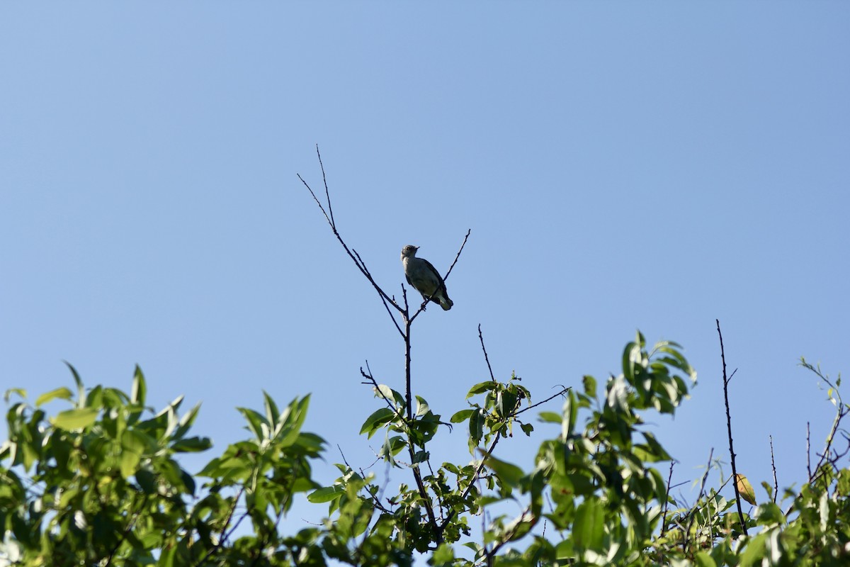 Northern Mockingbird - ML638443230