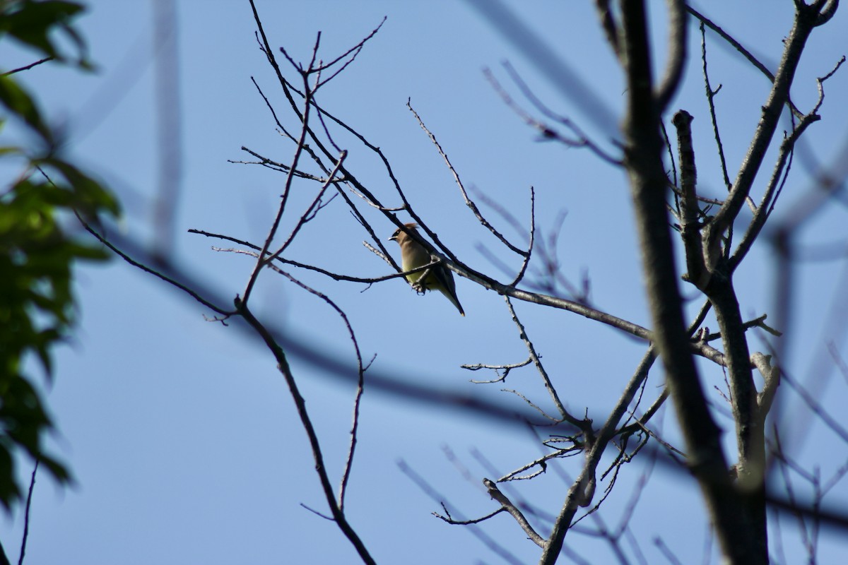 Cedar Waxwing - ML638443231