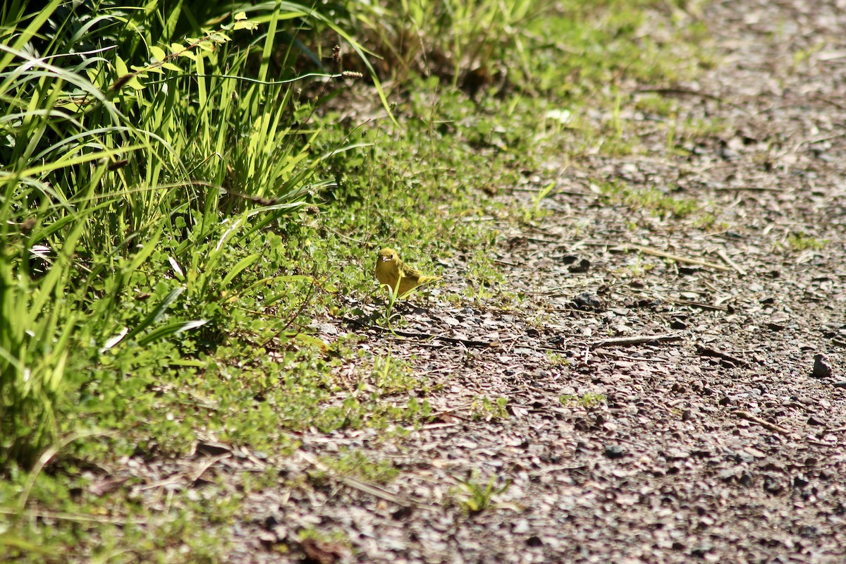 Yellow Warbler - ML638443240
