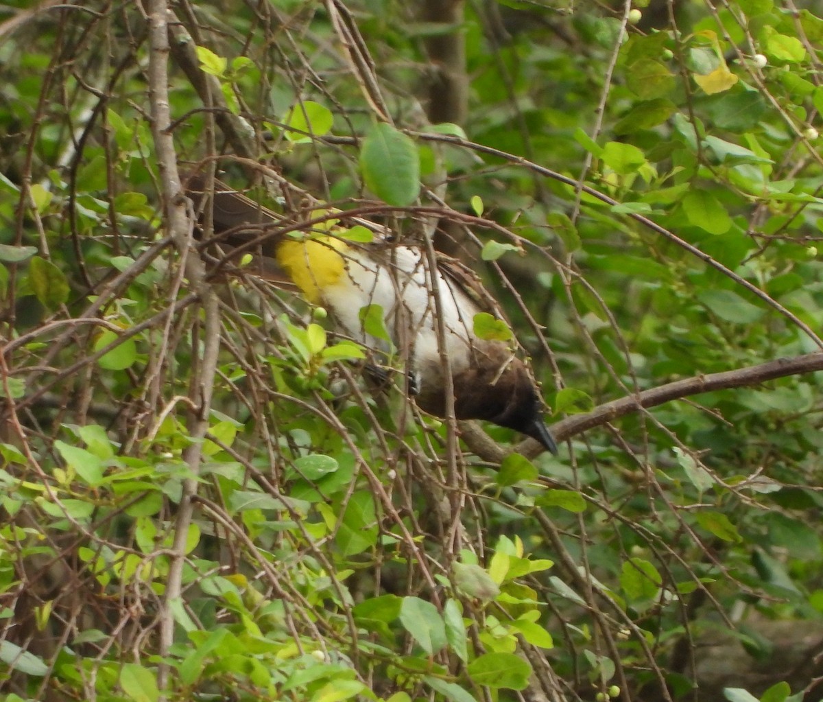 Common Bulbul - ML638443245