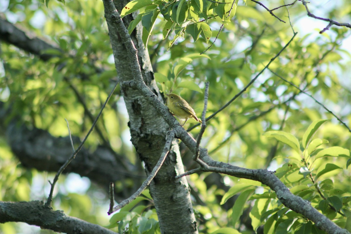 Yellow Warbler - ML638443246