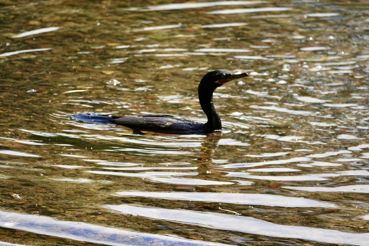 Neotropic Cormorant - ML638443249