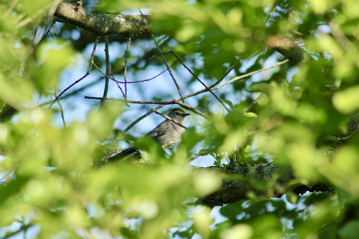 Gray Catbird - ML638443251