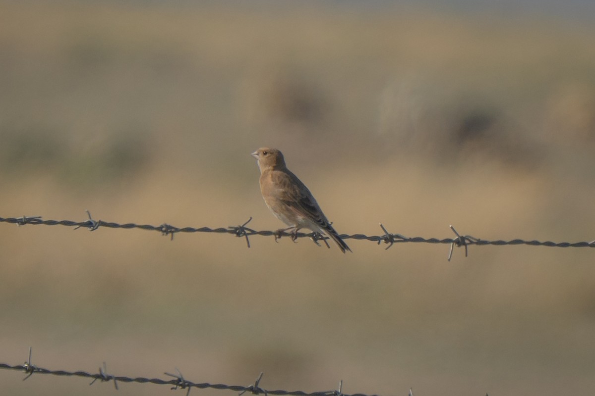 Crimson-winged Finch (Eurasian) - ML638443265