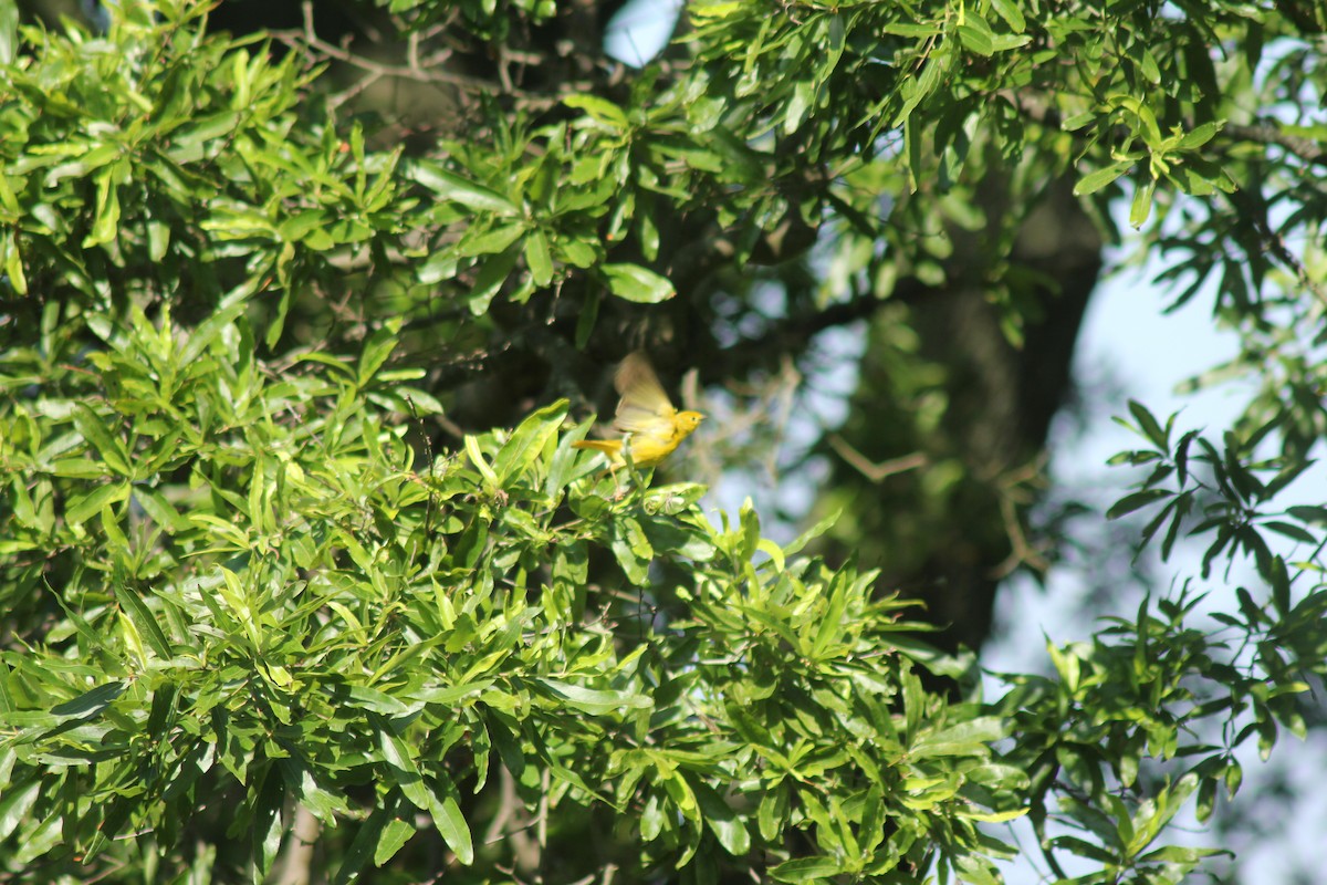 Yellow Warbler - ML638443266