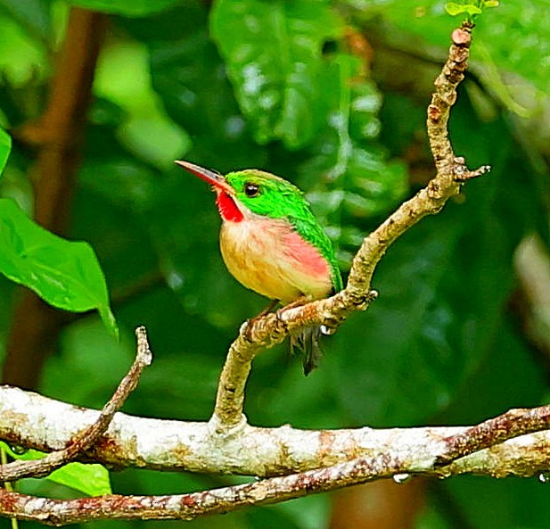 Broad-billed Tody - ML638443309