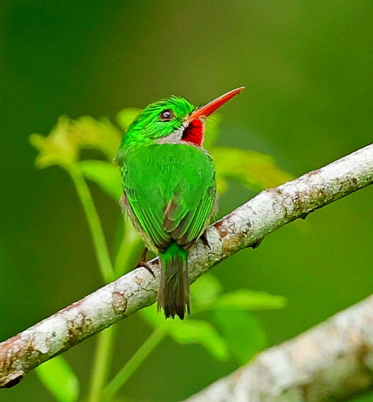 Broad-billed Tody - ML638443310