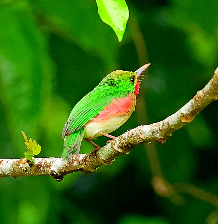 Broad-billed Tody - ML638443312
