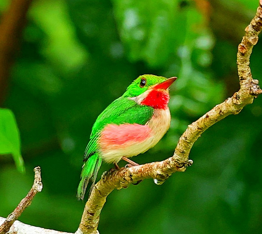 Broad-billed Tody - ML638443313